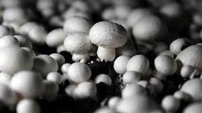 Onliner Krishna Button Mushroom, (Agaricus Bisporus Spawn (ABS)) Seed
