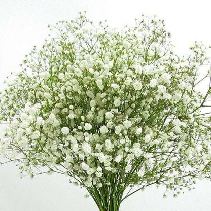 SONIRO Gypsophila Seed