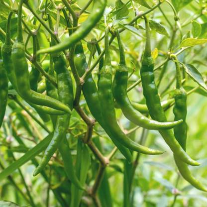 Mozette Chilli vasuda Seed