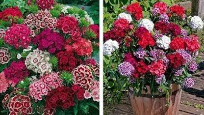 XOLDA Exotic sweet william Seed