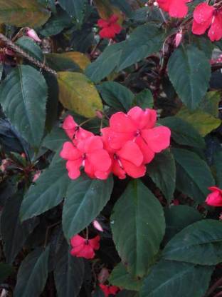 XOLDAA balsam frower Seed