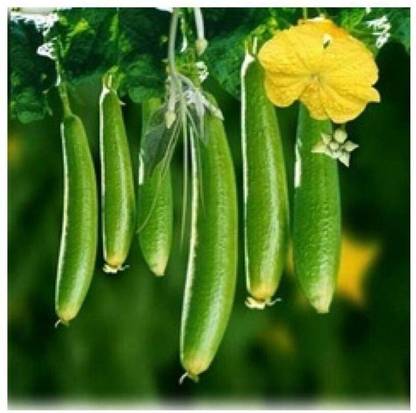 Cloud Farm Sponge Gourd seeds Seed