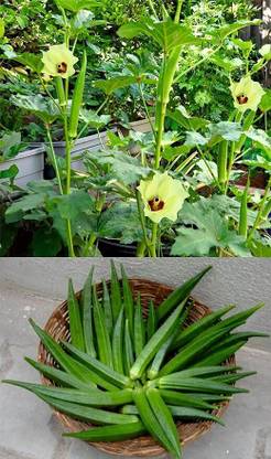 GREENSEA Bhindi, Ladyfinger seeds for Planting, High Germination Seed