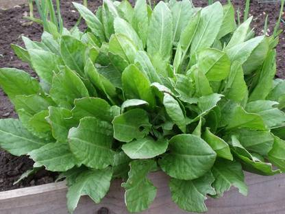 Qualtivate XXX-3A Rich Palak Or Indian Spinach Seed