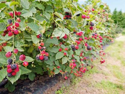 PLANTZON Raspberry Fruit Plant Seed