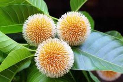 V Seed kadamb tree seed, krishna tree seed Seed