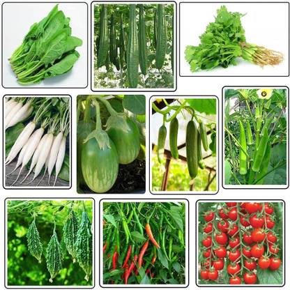 MATABE Vegetable Seeds Combo of 10 Variety/Sabji Bij for home garden (5000+ Seed) Seed