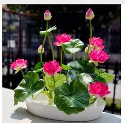 KNESSiN Lotus Water Lily Flower Bowl Pond Fresh-{100 Seeds} Seed
