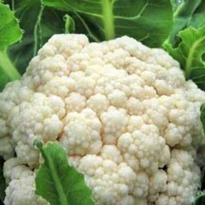 Nodoc Cauli flower Vegetable Seed