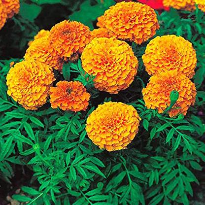 BISWAS Marigold F2 Dwarf Double Orange Flower Seeds For Home Gardening Seed