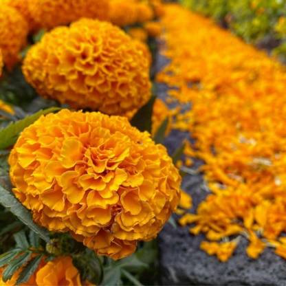 ME Traders African Marigold Orange (Tagetes erecta, Big marigold) Flower Seed