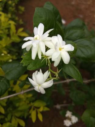 ASPEN Mullai Flower Plant | Mullai Healthy Live Plant | Not a Seed
