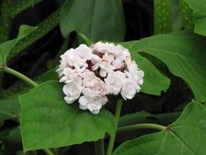 ASPEN Mysore Malli | Sendu Malli Flowering Plant | Not a Seed