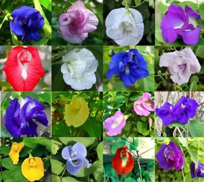 LBS Aparajita flower seeds pack of 30 pc Seed