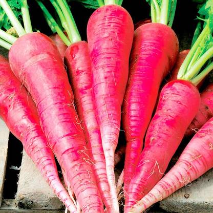 GOLU Red Radish Seeds ( 200Seeds),, Lal Mulo beej Seed