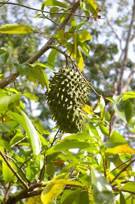 ASPEN Mull Seetha Palam | Lakshman Phal Healthy Live Plant | Not a Seed