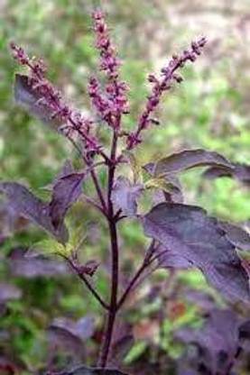 Faabiie Krishna Tulsi Plant, Holy Basil, Ocimum tenuiflorum (Black), Pack of 100+ Seed