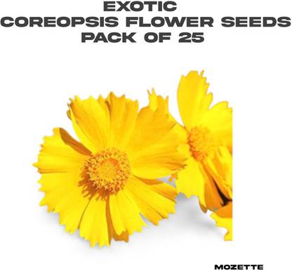 XOLDA Exotic coreopsis flower seeds Seed