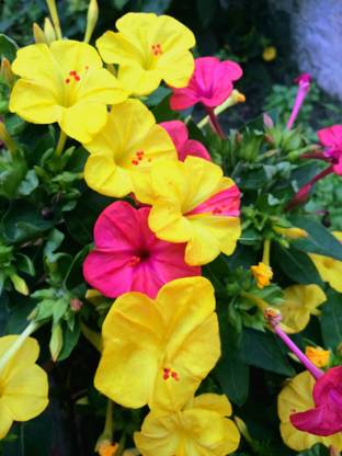 GardenWorld 4 O'clock, Mirabilis jalapa, Marvel of peru, Gulabas Seed