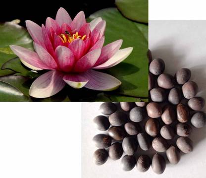 SRK SEEDHUB SRK SEEDHUB™ japanese BONSAI Lotus seeds, DRAWF TOKIYO varaiety, Kamal seeds Seed