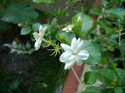 ASPEN Jasmine Flower | Malligai Poo Live Plant Not a Seed