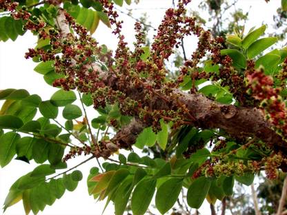 ASPEN Chinna Usirikaya | Arai Nellikai | Nellikka Healthy Live Plant | Not a Seed