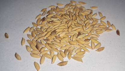 sb agro seed Vishnubhog (Mutent) Rice Seed