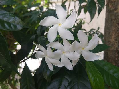 ASPEN Pinwheel Flower Plant | Nanthiya Vattam Flower Healthy Live Plant | Not a Seed