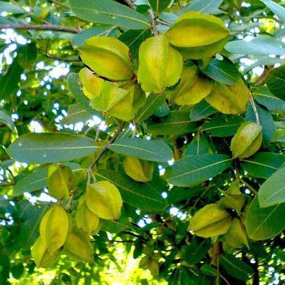 KNESSiN Terminalia Arjuna, Arjun Tree Seeds (40 Seeds) Seed
