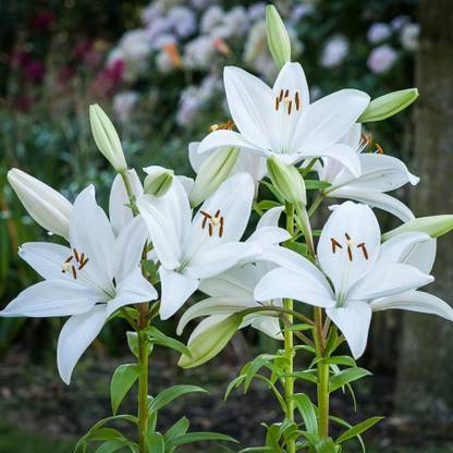 zabbus Asiatic Lily White Flower Bulbs Imported Flower Bulbs for Winter Season Seed