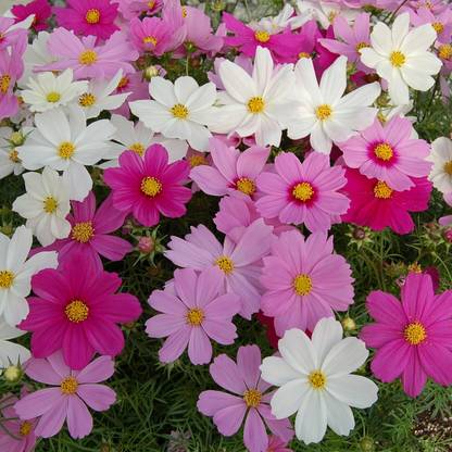 ALPINE HYBRID SEEDS Cosmos Flower Seeds, mix Cosmos Seed