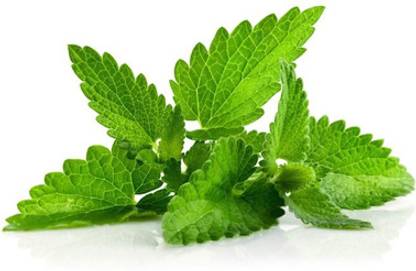 hussn Pudina Vegetable Seed