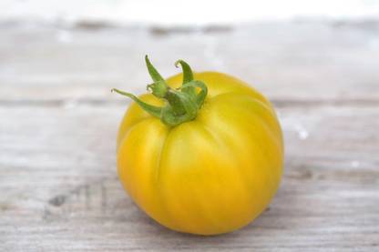 Avysa LEMON BOY HYBRID TOMATO Seed