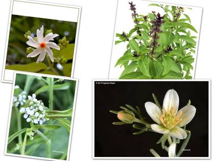 Faabiie Harsingar, Marwa Tulsi, Chandrasura, Harmal Plant, Combo of 4 type of Seed