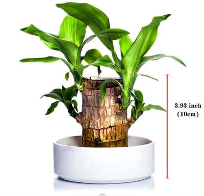 jespris Four Layer Bamboo Plant