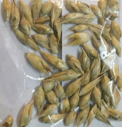 GREENSEA Lucky Bamboo Seed