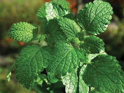 MegaValue Organic PepperMint Seed