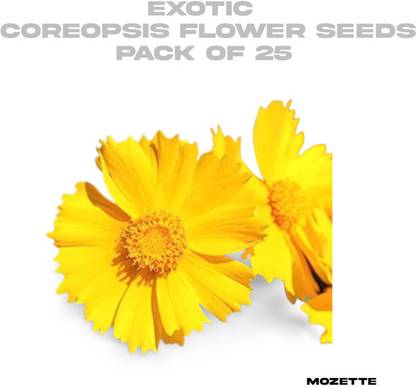 XOLDA Exotic coreopsis flower seeds Seed