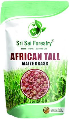 SRI SAI FORESTRY TALL MAIZE GRASS SEEDS, MAIZE JOWER FOR ANIMAL FODDER GRASS Seed