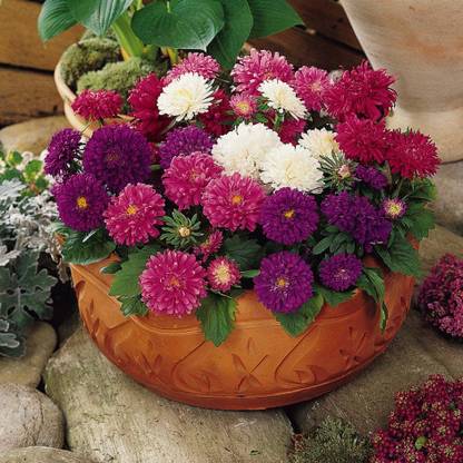 MegaValue Aster Hybrid Flower Seed