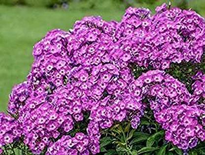 XOLDA Exotic philox seeds Seed