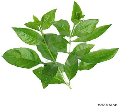 Faabiie Lawsonia inermis Mehndi Mehandi Henna Mignonette tree Seed