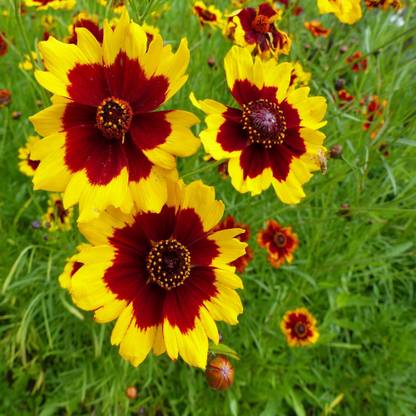 GARDENIFY INDIA COREOPSIS Seed