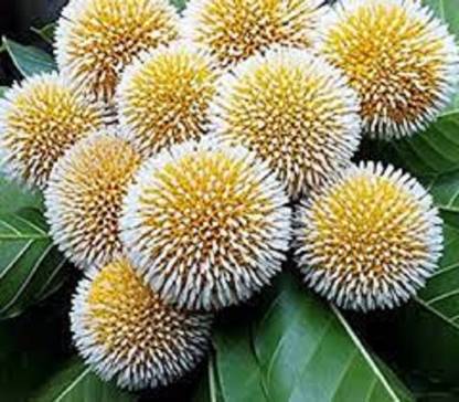 V Seed kadamb tree seed, krishna tree seed Seed