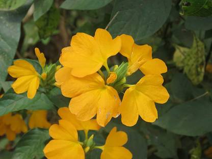 ASPEN Manjal Kanagambaram Chedi | Manjal Kanagambaram Healthy Live Plant | Not a Seed