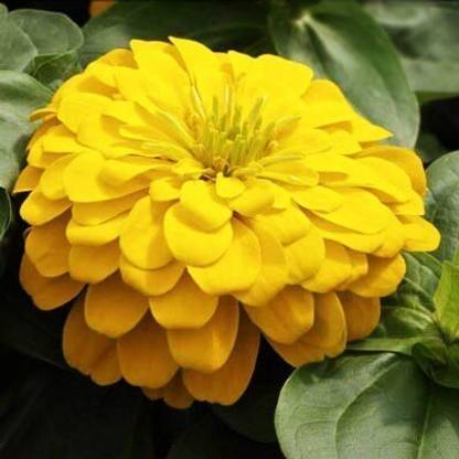 agri max gardens Zinnia Yellow Seed (20 per packet) Seed