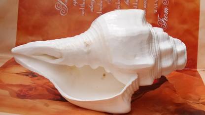 SBBCO Porcelain Shankh Decorative Showpiece  -  17 cm