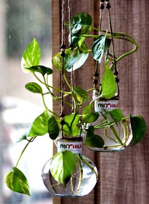 AstroShri GV-Hanging-Set of 2 Vase Filler