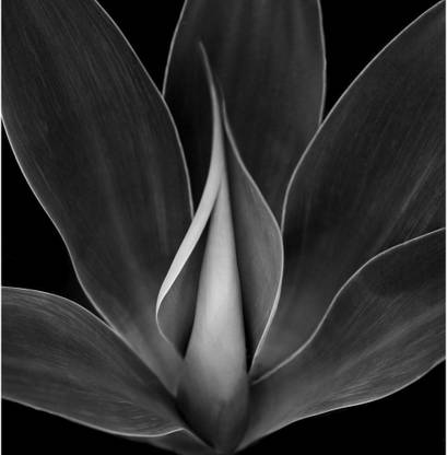 Pitaara Box Blue Agave Plant Unframed Wall Art Painting Print Canvas 18.4 inch x 18 inch Painting