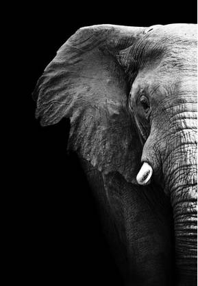 Artzfolio Elephant Unframed Premium Canvas Painting 16 x 23.1 inch (41 x 59 cms) Canvas 16 inch x 23.1 inch Painting